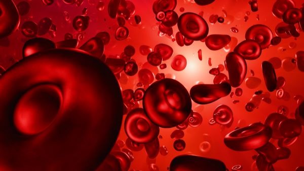 Mikroskop altında görülen kırmızı ve beyaz kan hücreleri, lösemi ve kan kanseri hastalıklarını temsil eden görüntü