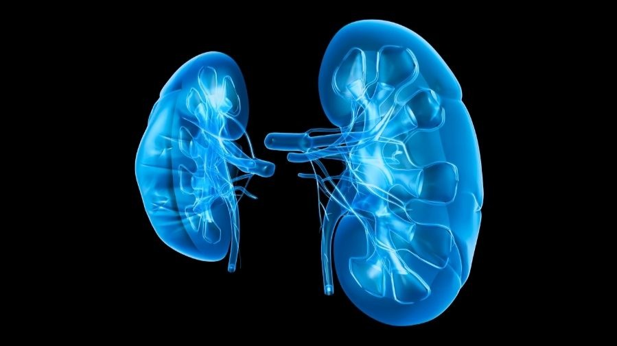 İnsan böbreğinin anatomisini gösteren tıbbi görsel