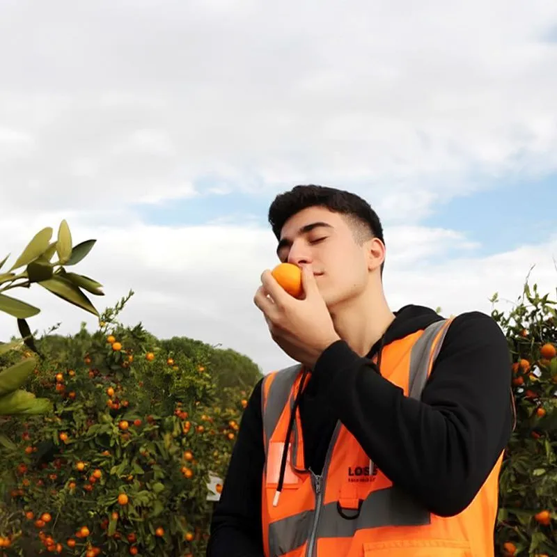 LÖSEV Seferihisar Doğal Yaşam Merkezi’nde 2018 mandalina hasadı sırasında gençler ve gönüllüler doğal tarım alanında mandalina topluyor.